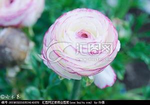 又红又专