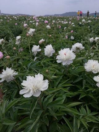 恋爱100天发朋友圈的句子_相濡以沫的爱情唯美句子
