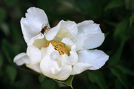 掩口葫芦