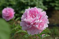 挑得篮里便是菜