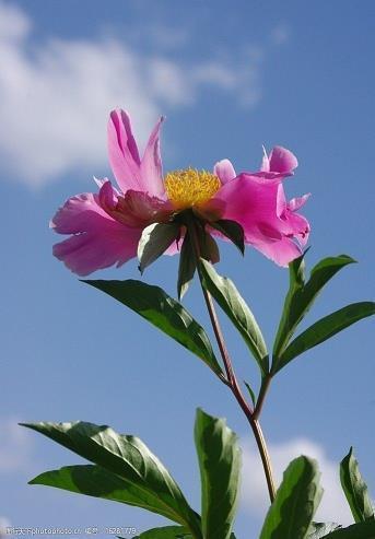 描写两个人的对比句子83条