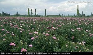 对你一如既往的好句子25条