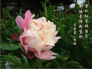 早安问候语短信大全