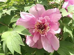 卡耐基写给我们的座右铭