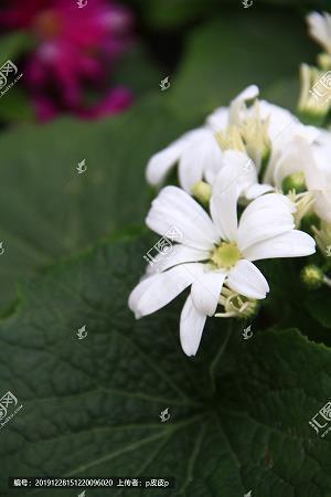 草坪标语 爱护一草一木_草唯美句子