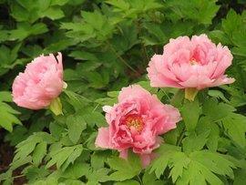 一日三省