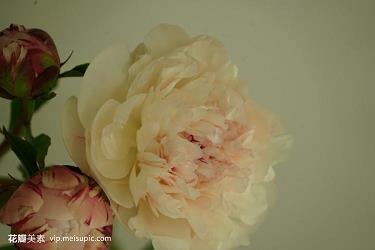 赞美蜜蜂勤劳的句子30054条