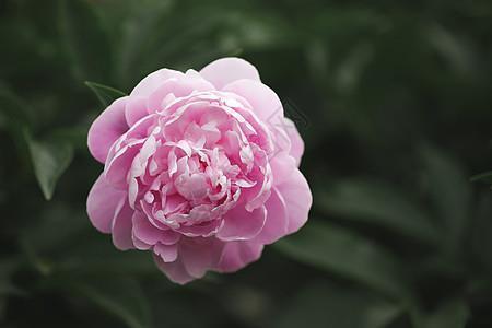 陈情令霸气语句大全