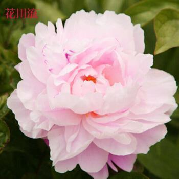 《青春斗》周日开播，郑爽领衔讲青春故事，名导赵宝刚上海回归