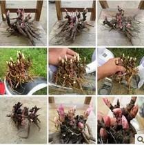 心向阳光正能量的说说句子