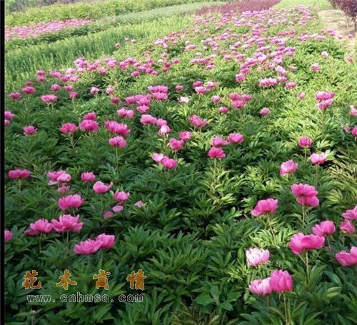 林语堂为什么定居台湾，被大陆拒绝