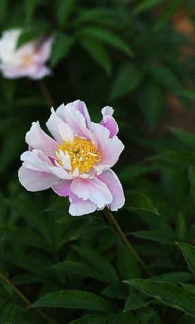 渼