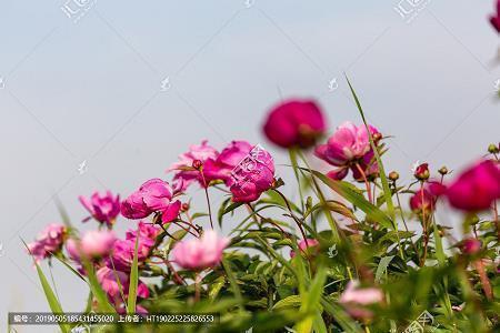 一个人的修养素质句子，人的素质和修养的句子