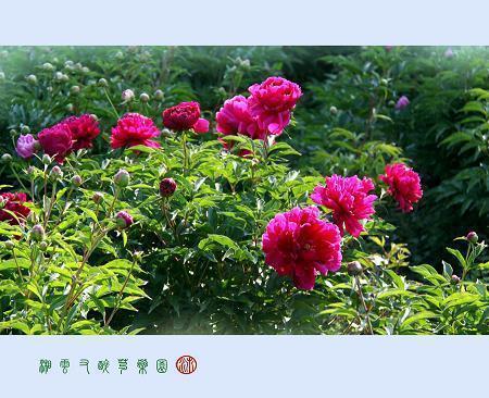表示格言的成语 表示感恩的成语和格言