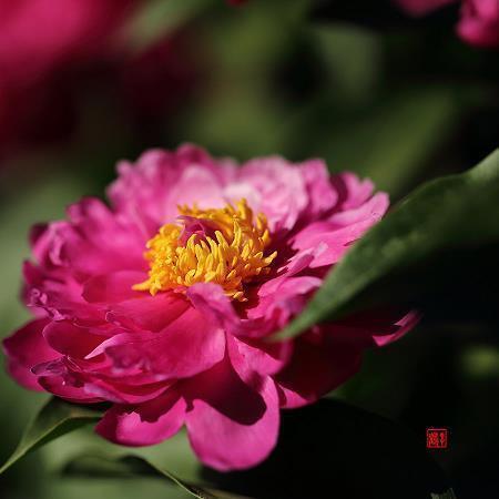 日干夕惕