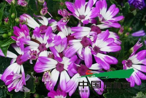 国庆中秋双节祝福句子 国庆中秋双节祝福短信(精选35条)