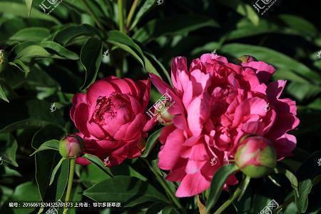 描写层林尽染的句子34条