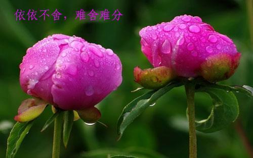 重阳节说什么祝福语(精选81条)