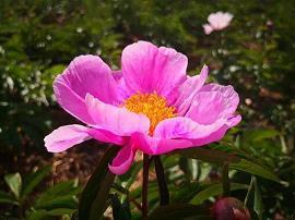 喜迎元宵节祝福语短信