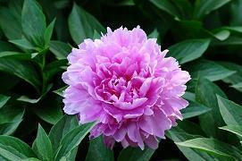 2022春节祝福语贺词简短精选(精选40条)