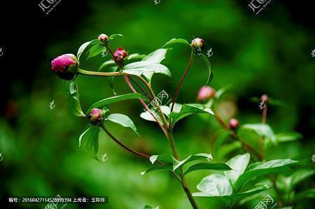 描写大自然景物的优美段落大全
