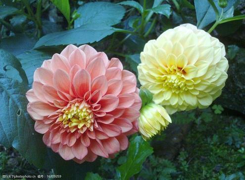 蕰草