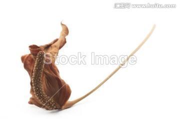 珍惜的句子及图片