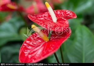 姹紫嫣红造句_姹紫嫣红的意思_姹紫嫣红的反义词和同义词