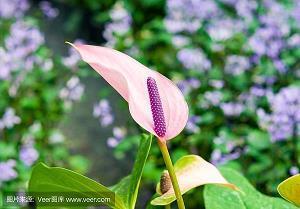 心痛到无法呼吸的句子_心寒到心痛的句子