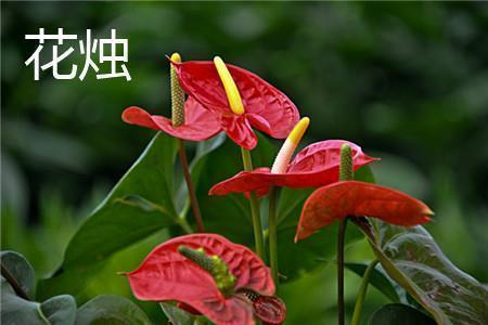 海伦·凯勒：创造永不凋谢的花朵