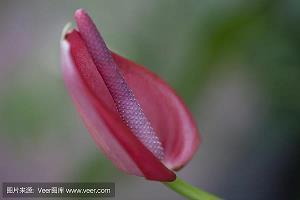 精魂