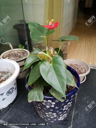 刘恺威出轨心疼杨幂的说说