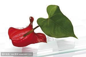 父亲节祝福短句