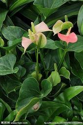 愚人节表白短信 愚人节表白会成功吗