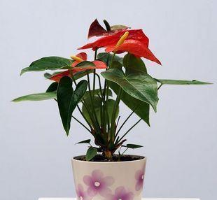 櫃