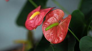 鼓励坚持不放弃的句子