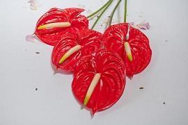 为了一个美好的约定 ——佚 名