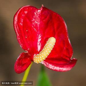 描写担心的优美句子