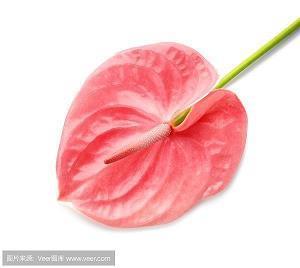 美好的爱情句子推荐