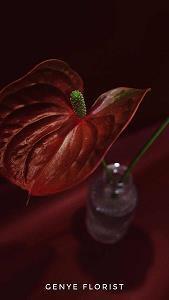 元宵节看花灯的祝福语