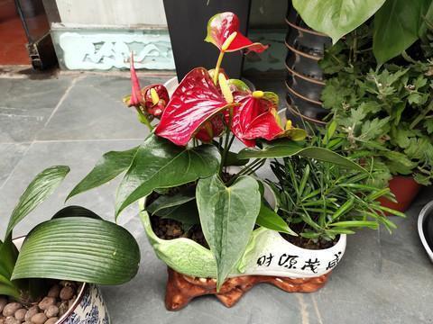 进退失踞