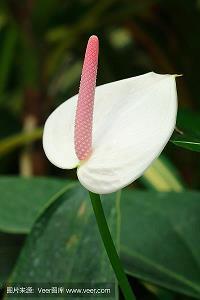 看樱花桃花发朋友圈的微信句子 春天踏青赏花的唯美心情说说
