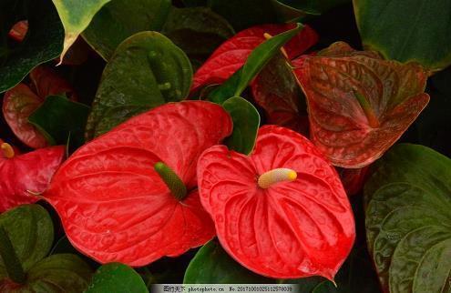 悊