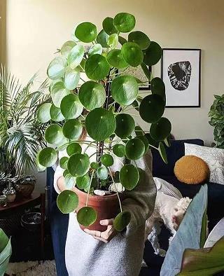 庆祝5.4青年节祝福语