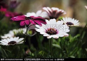 关于喜悦的句子及图片