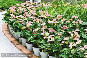 林清玄经典语录50句