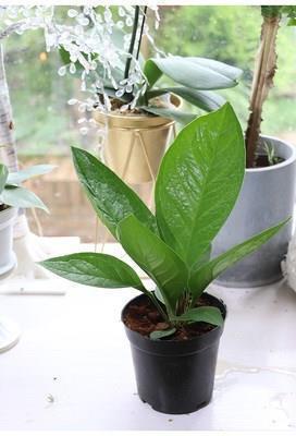 稀里马虎
