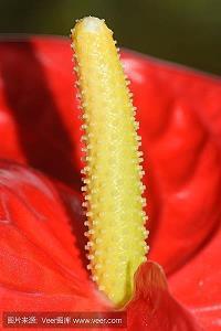 縶