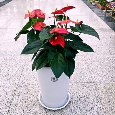 森系说说复古小清新