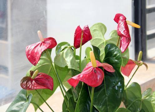 憎爱分明